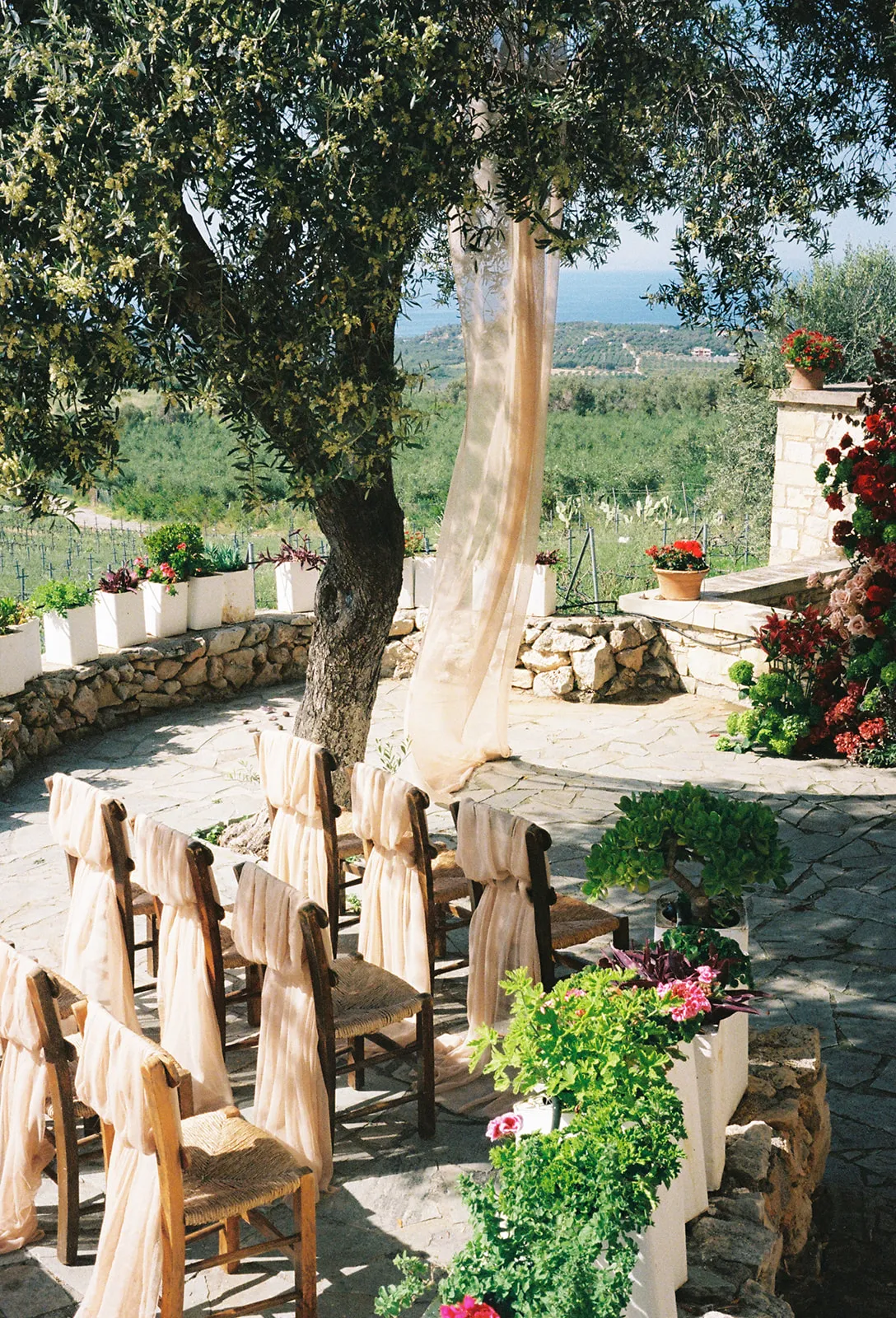 Rows of rush-seated wooden chairs, each draped with soft blush chiffon, face a flagstone terrace shaded by a gnarled olive tree, where a sheer pale fabric drifts down from its branches. Along the low stone wall, white planters hold geraniums and green foliage, while a cluster of red and pink garden roses and deep burgundy blooms spills at the right edge, with a sculpted jade-like bonsai set among pots. This is a wedding ceremony setting at Agreco Farm in Greece, with dappled afternoon light and an olive grove beyond.