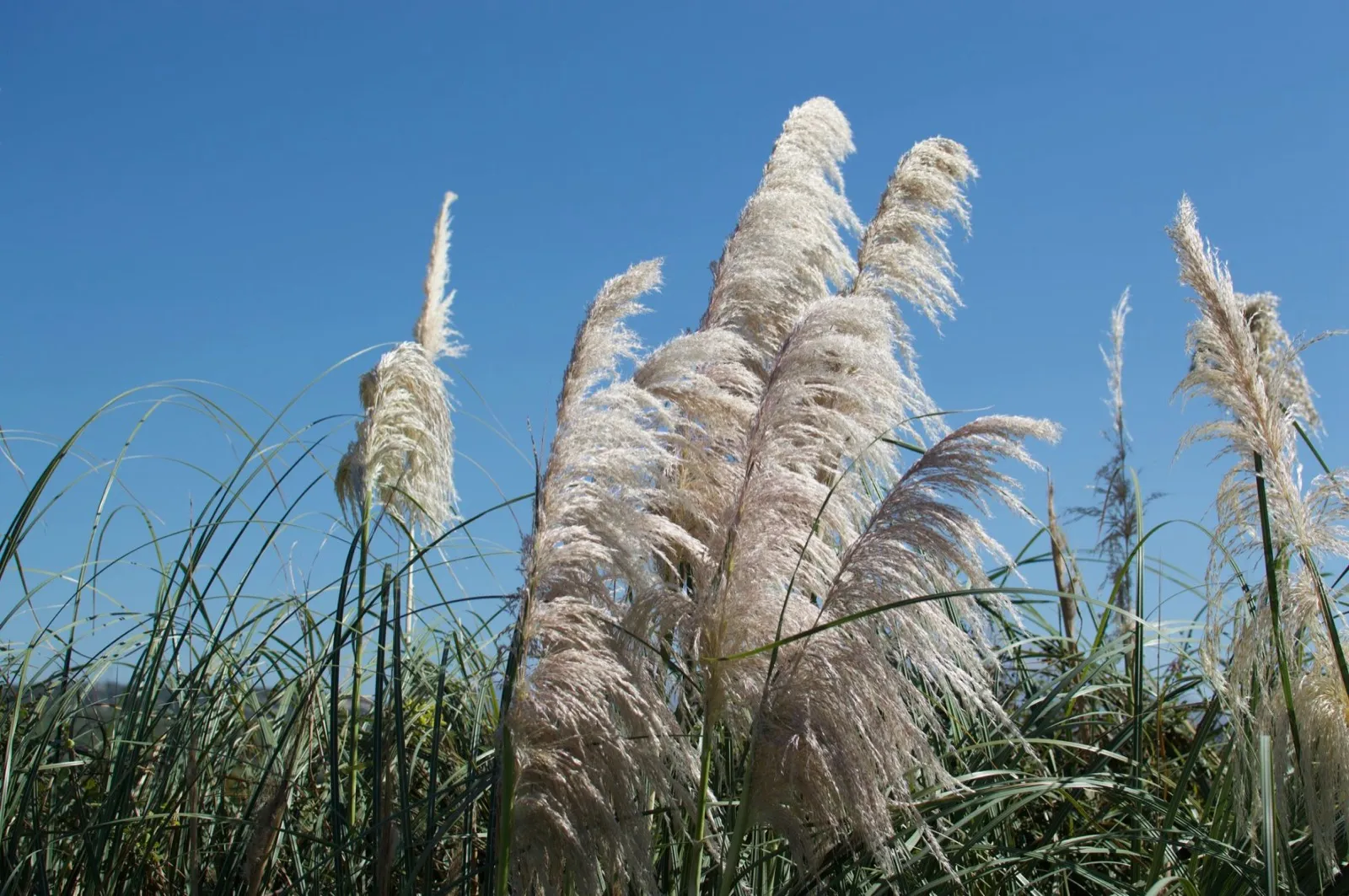 Pampas grass in plume against a clear sky, grown in Crete for manfler's weddings and events