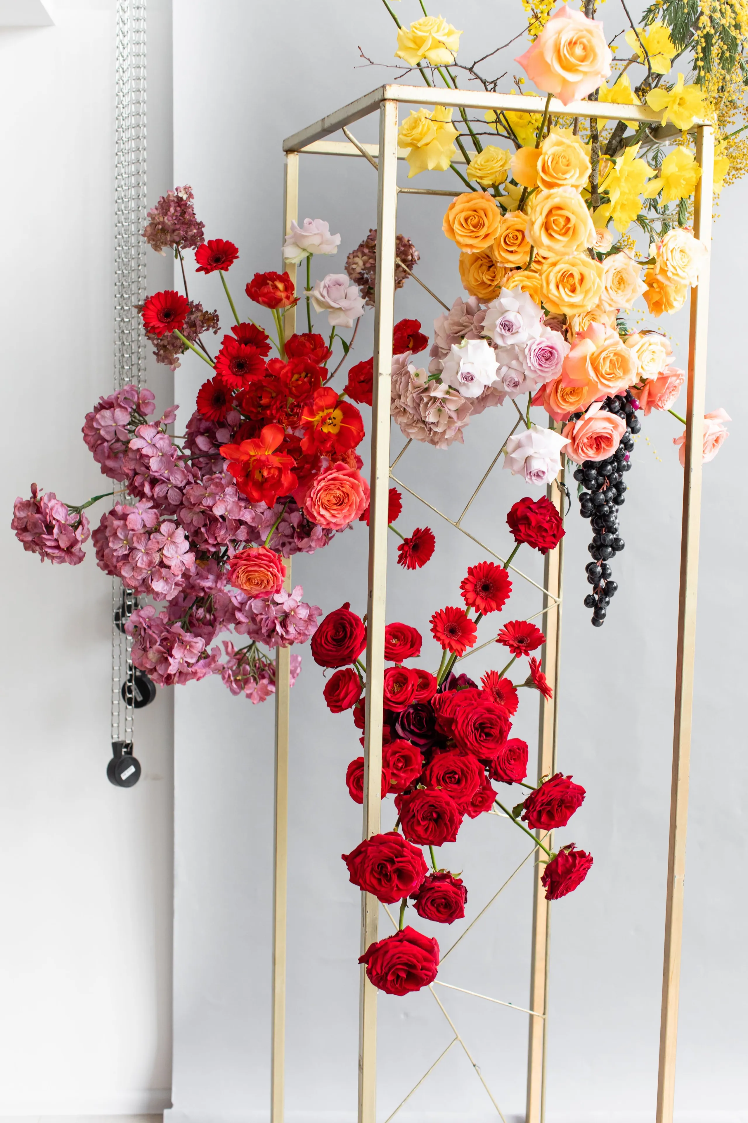 Floral installation on gold metal lattice frames against a pale grey wall, in a workshop in Russia, for a medieval-dinner-themed event. Deep red roses, red gerbera daisies and bright red tulips climb the left and centre, joined by dusty pink hydrangeas and a coral garden rose, while the upper right blooms in warm yellow, apricot and peach roses with pale lavender blooms and dark clusters of grapes. The arrangement is rich, dramatic and autumnal, with a soft, even light.